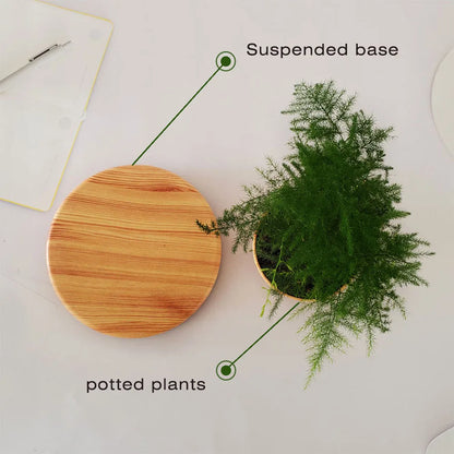 LEVITATING BONSAI